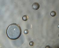 water bacteria water bacteria